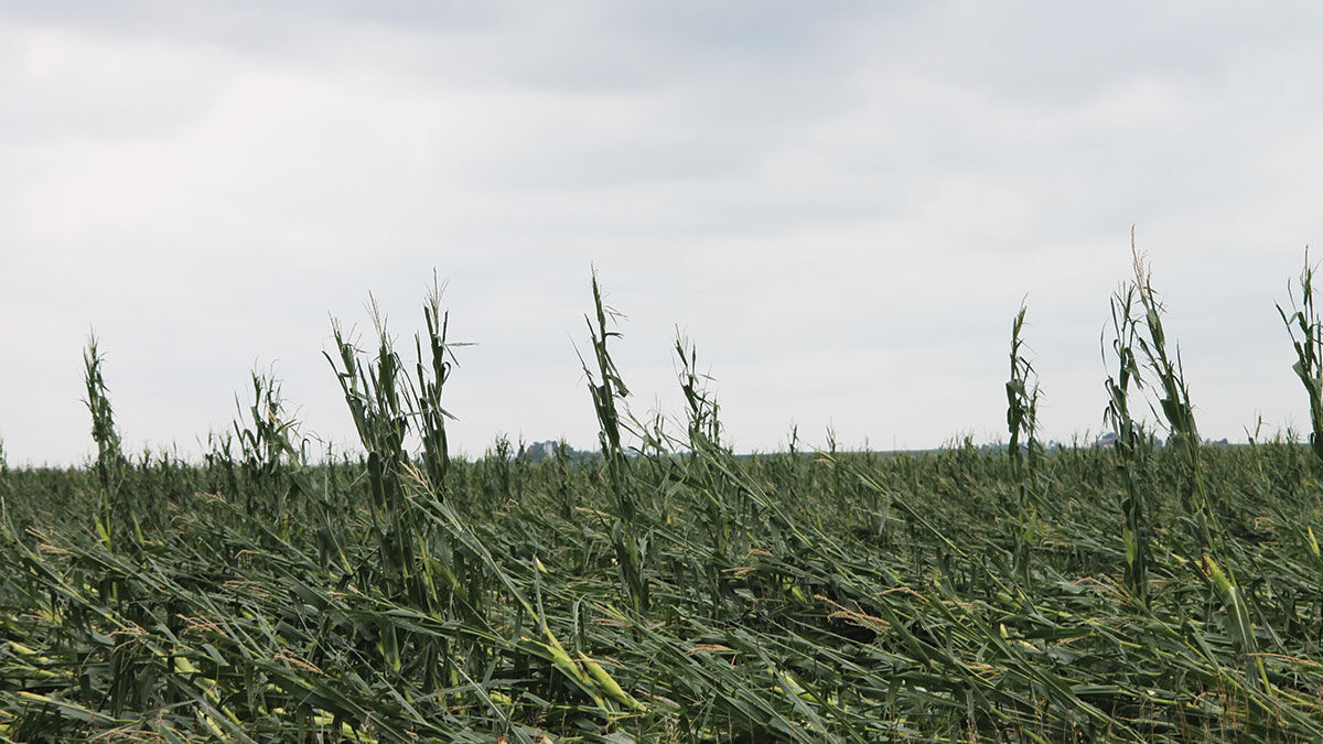 Storm damaged corn derecho